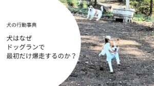 ドッグランで楽しそうに走るジャックラッセルテリア。最初だけ爆走する行動の理由を表すイメージ