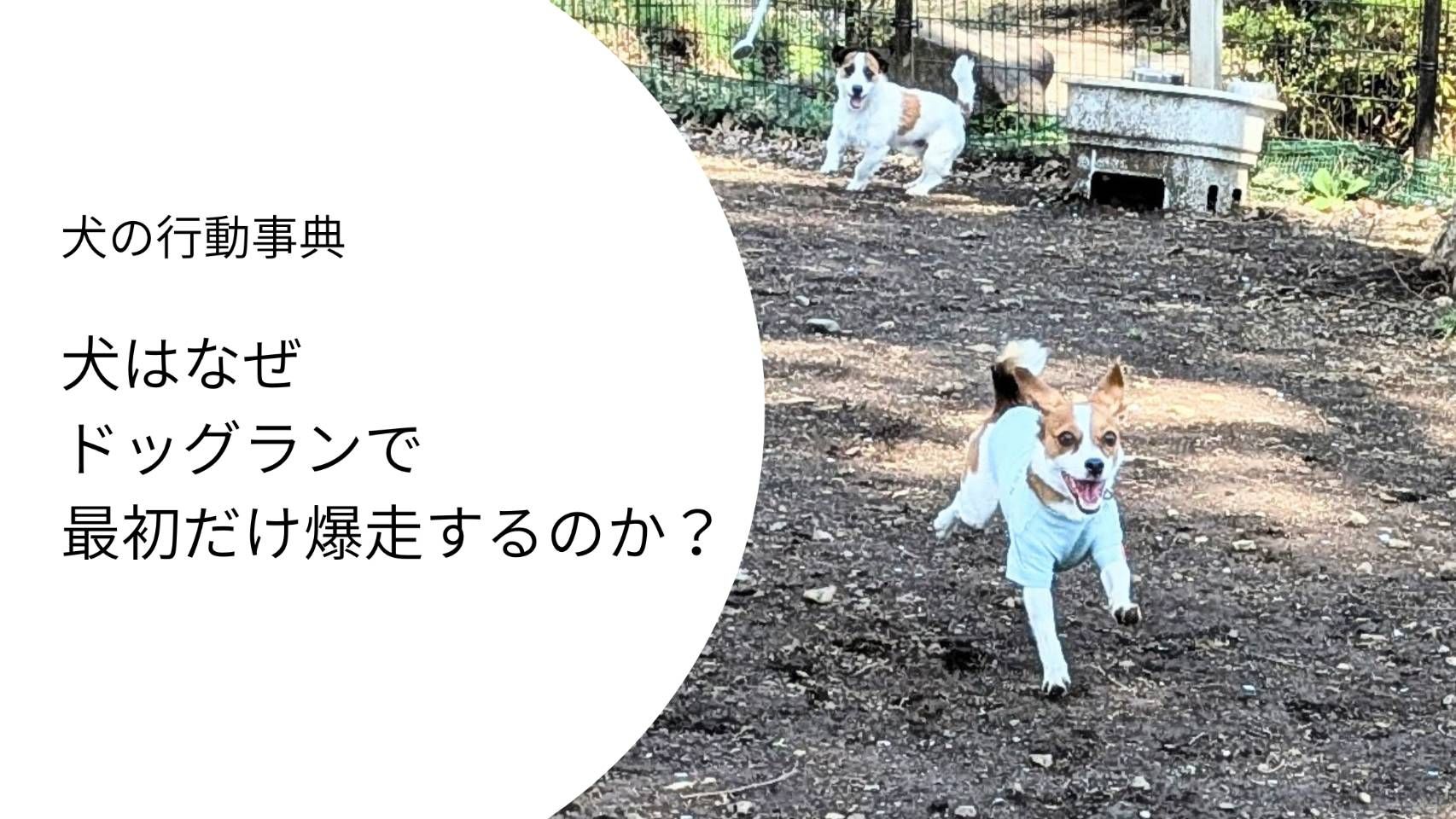 ドッグランで楽しそうに走るジャックラッセルテリア。最初だけ爆走する行動の理由を表すイメージ