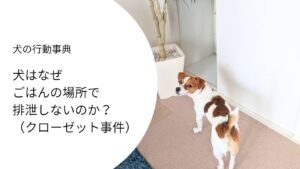 クローゼットの前で振り返るジャックラッセルテリア。犬がごはんの場所で排泄しない理由を解説する記事のイメージ