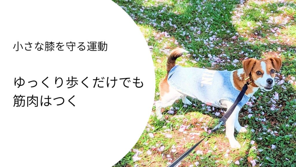 ゆっくり歩くことで筋肉をつける散歩をするジャックラッセルテリア