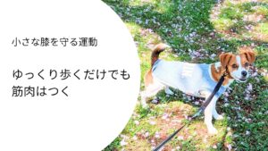 ゆっくり歩くことで筋肉をつける散歩をするジャックラッセルテリア