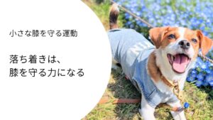 落ち着いた表情でネモフィラの前に座るジャックラッセルテリア。興奮をコントロールすることで膝への負担を減らすことを表現した写真