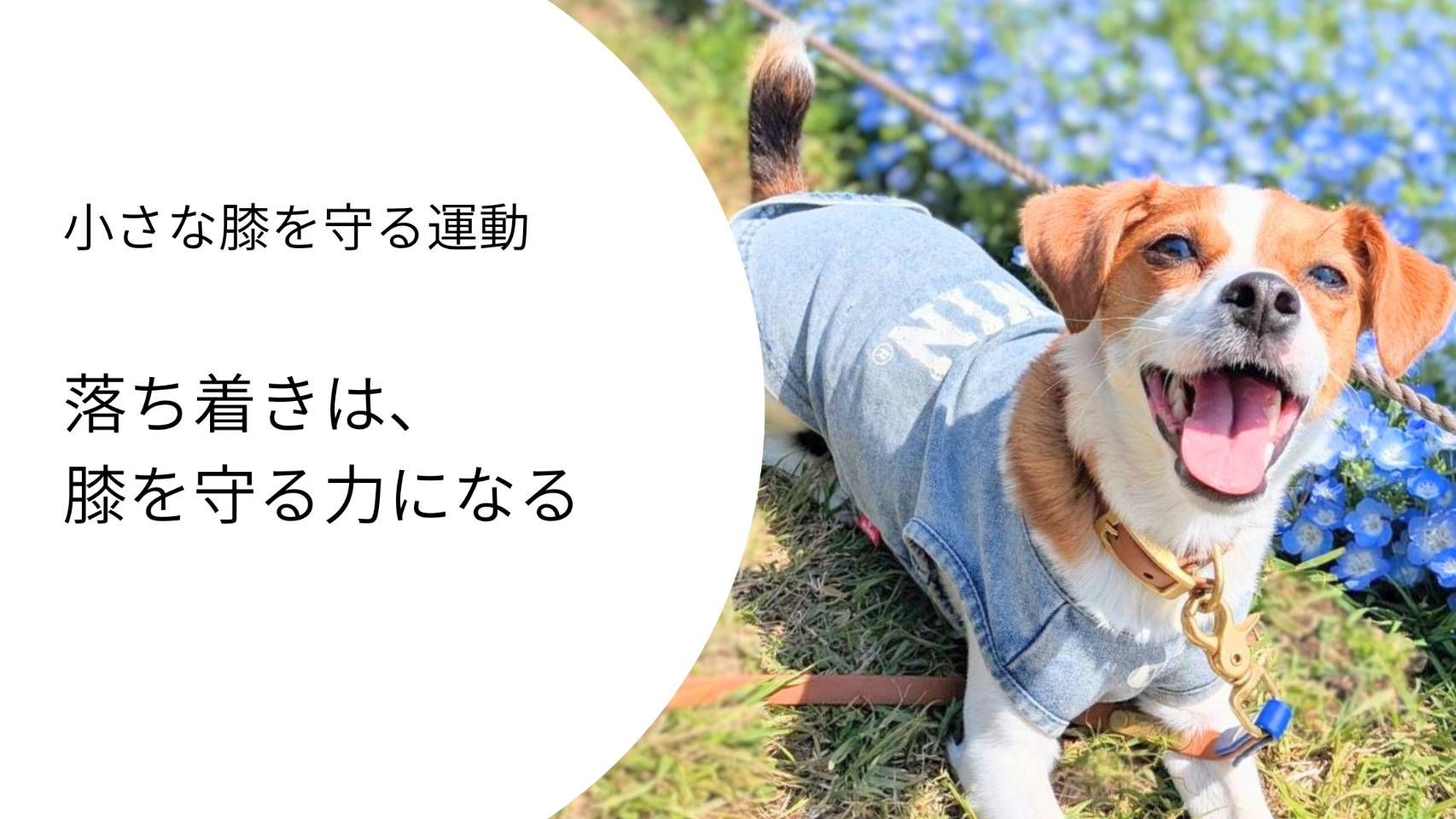 落ち着いた表情でネモフィラの前に座るジャックラッセルテリア。興奮をコントロールすることで膝への負担を減らすことを表現した写真