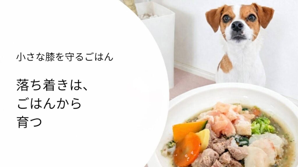 手作りごはんとジャックラッセルテリア｜パテラ犬の落ち着きを食事の関係