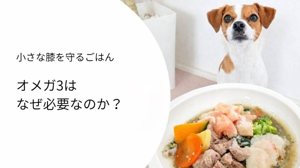 パテラの手作りごはんとオメガ3オイルの必要性について解説した記事のアイキャッチ画像