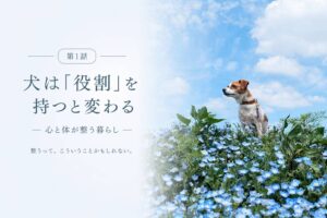 犬は役割を持つと変わる｜ネモフィラ畑で立つジャックラッセルテリアのラム