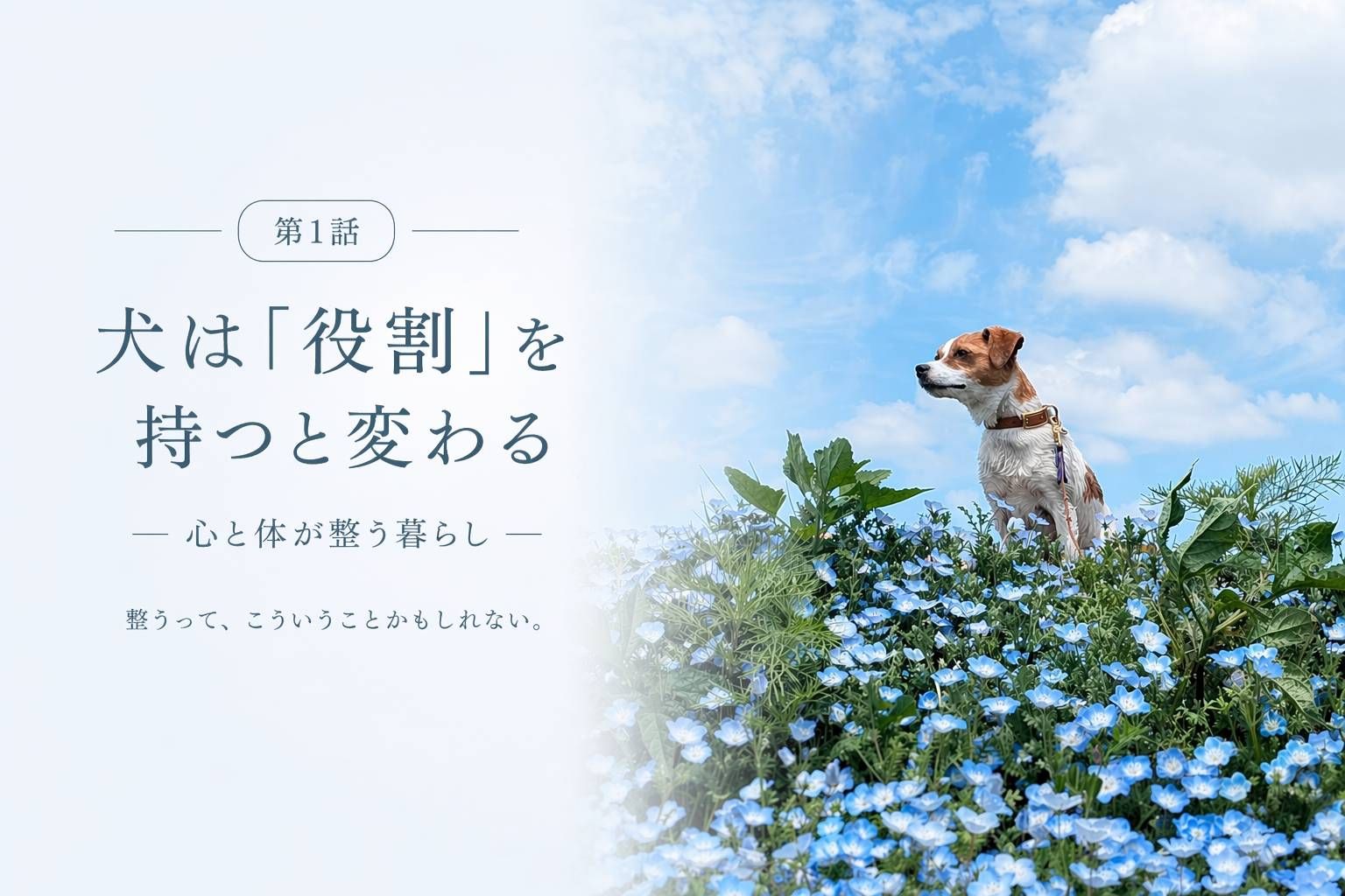 犬は役割を持つと変わる｜ネモフィラ畑で立つジャックラッセルテリアのラム