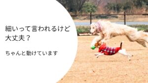 ジャックラッセルテリアがアフガンハウンドと並走する飛行犬の様子（動ける体型の例）