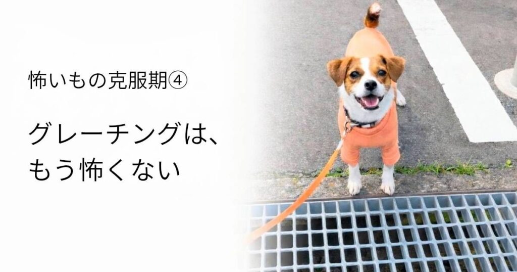 グレーチングの上で立ち止まる小型犬のラムと克服後の様子