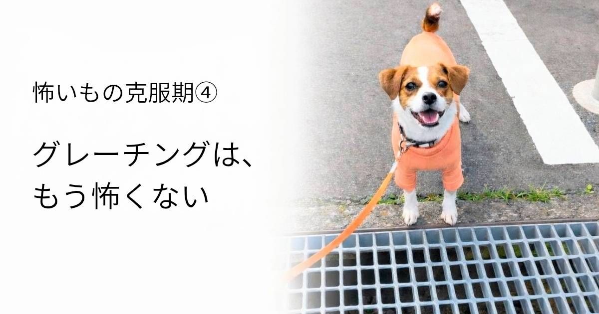 グレーチングの上で立ち止まる小型犬のラムと克服後の様子