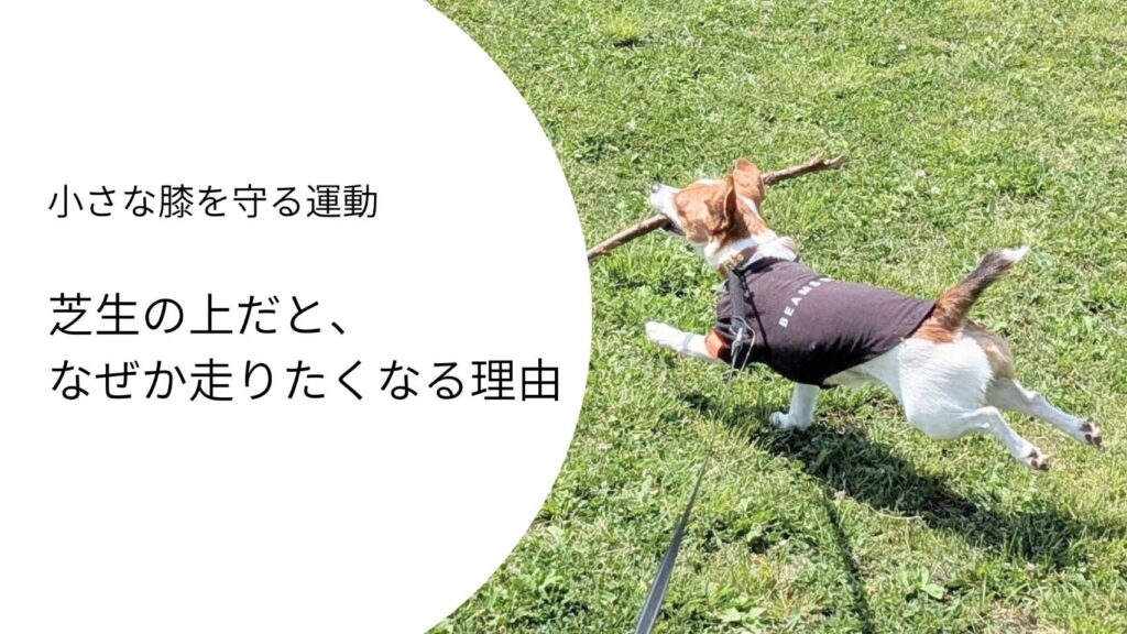 芝生の上を枝をくわえて元気に走るジャックラッセルテリアのラム。芝生は犬にとって走りやすく膝にやさしい地面であることを表す写真