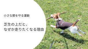 芝生の上を枝をくわえて元気に走るジャックラッセルテリアのラム。芝生は犬にとって走りやすく膝にやさしい地面であることを表す写真