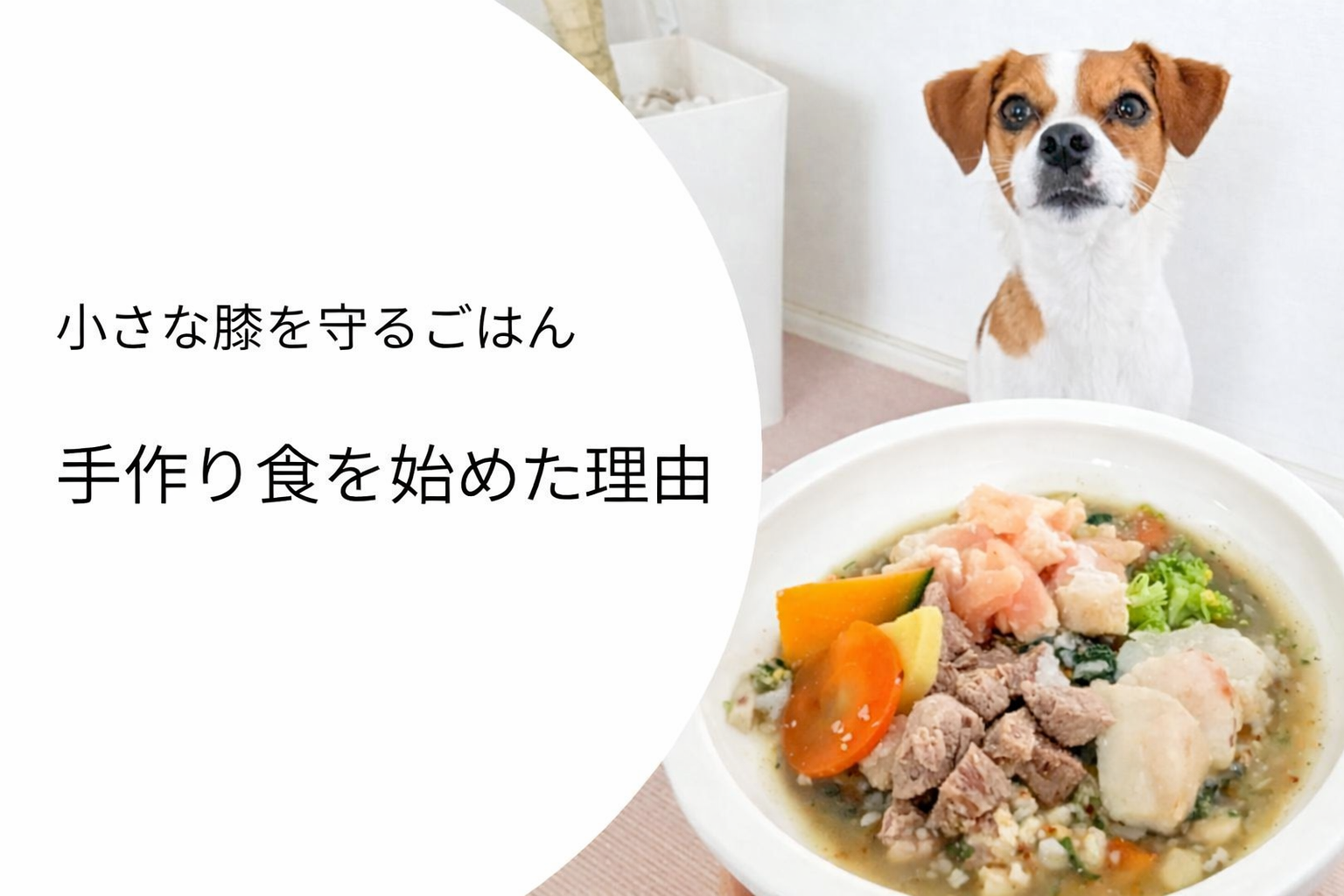 小さな膝を守るごはんシリーズ｜手作り食を始めた理由｜手作りごはんを前に見つめるジャックラッセルテリア