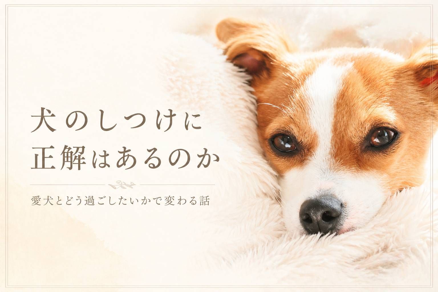 毛布に包まれてこちらを見つめるジャックラッセルテリアのラム。やさしい表情と共に、犬のしつけや関係性について考えるイメージ