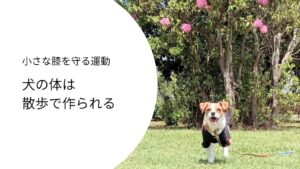 犬の散歩で体づくりをするジャックラッセルテリア