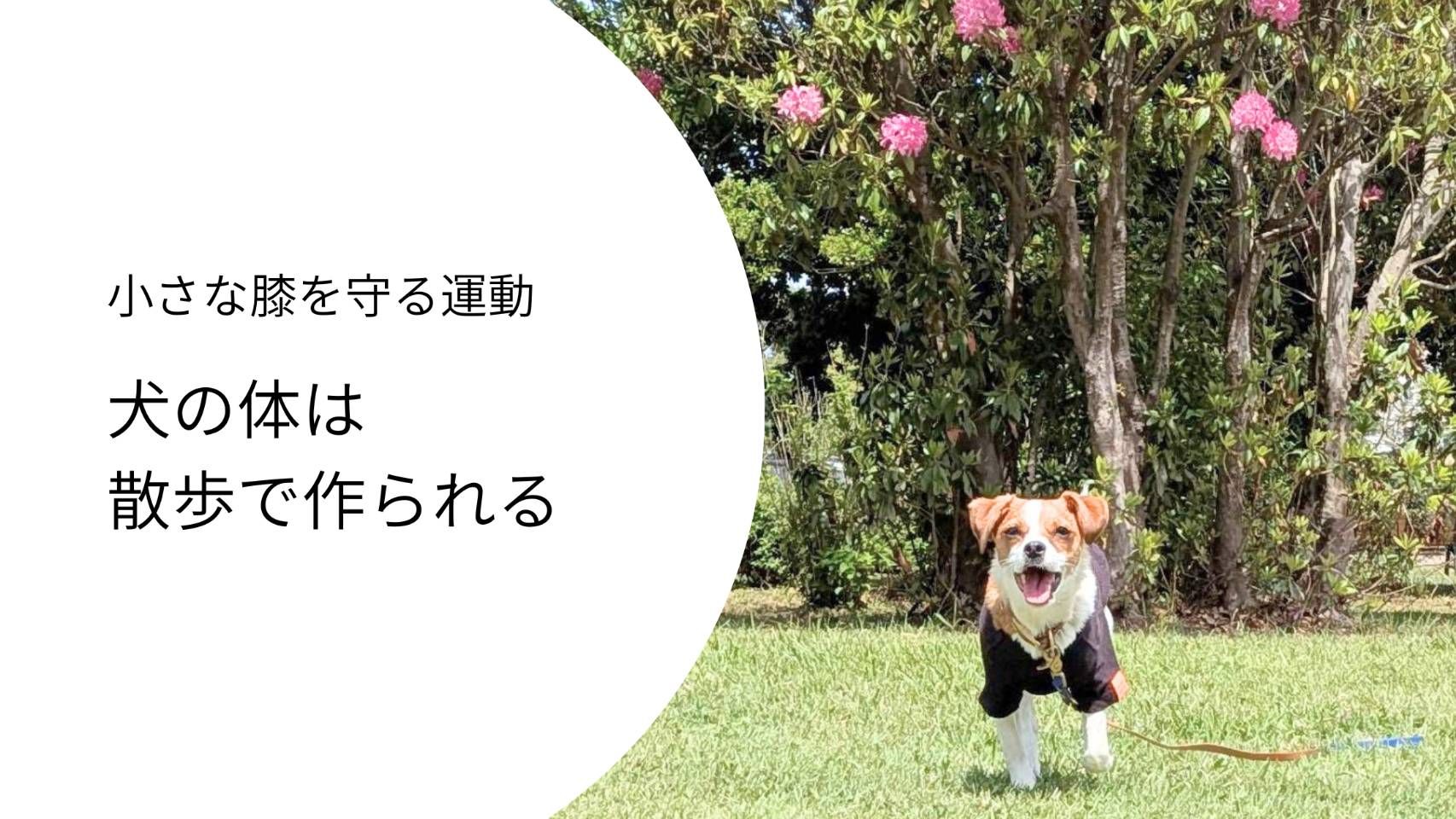 犬の散歩で体づくりをするジャックラッセルテリア