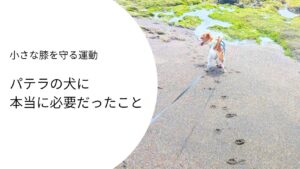 パテラの犬が海辺を歩く後ろ姿。小さな膝を守る運動についての記事アイキャッチ