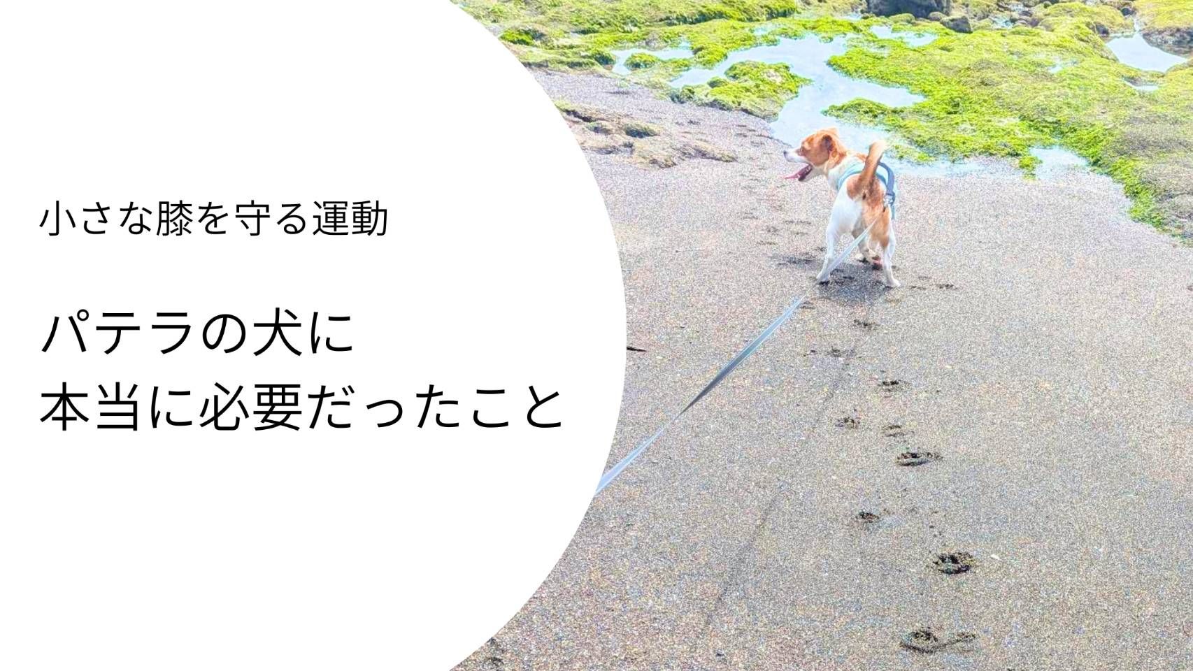 パテラの犬が海辺を歩く後ろ姿。小さな膝を守る運動についての記事アイキャッチ
