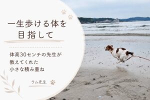 海辺を走るジャックラッセルテリアのラム。「一生歩ける体を目指して」というテーマの記事のアイキャッチ