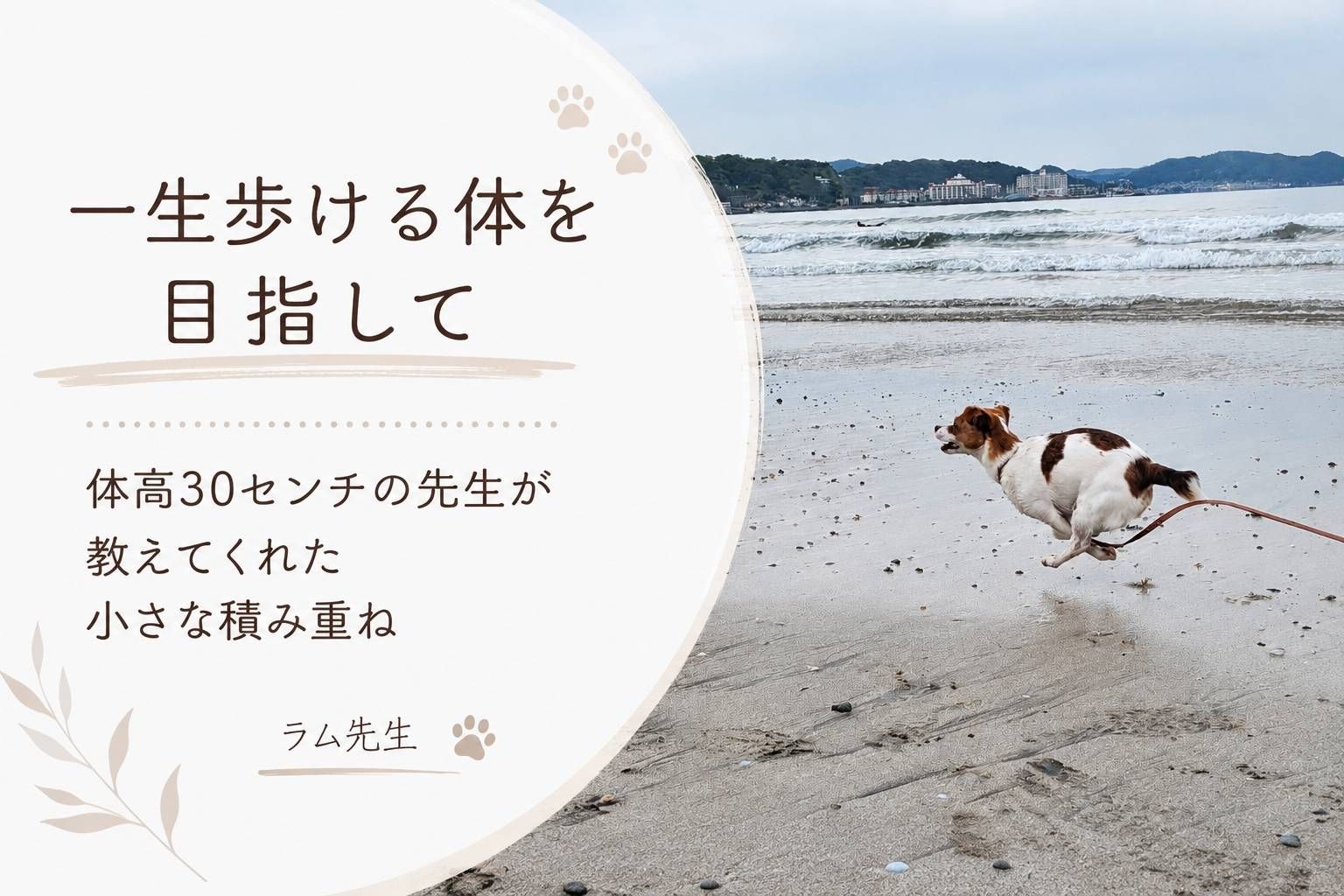海辺を走るジャックラッセルテリアのラム。「一生歩ける体を目指して」というテーマの記事のアイキャッチ
