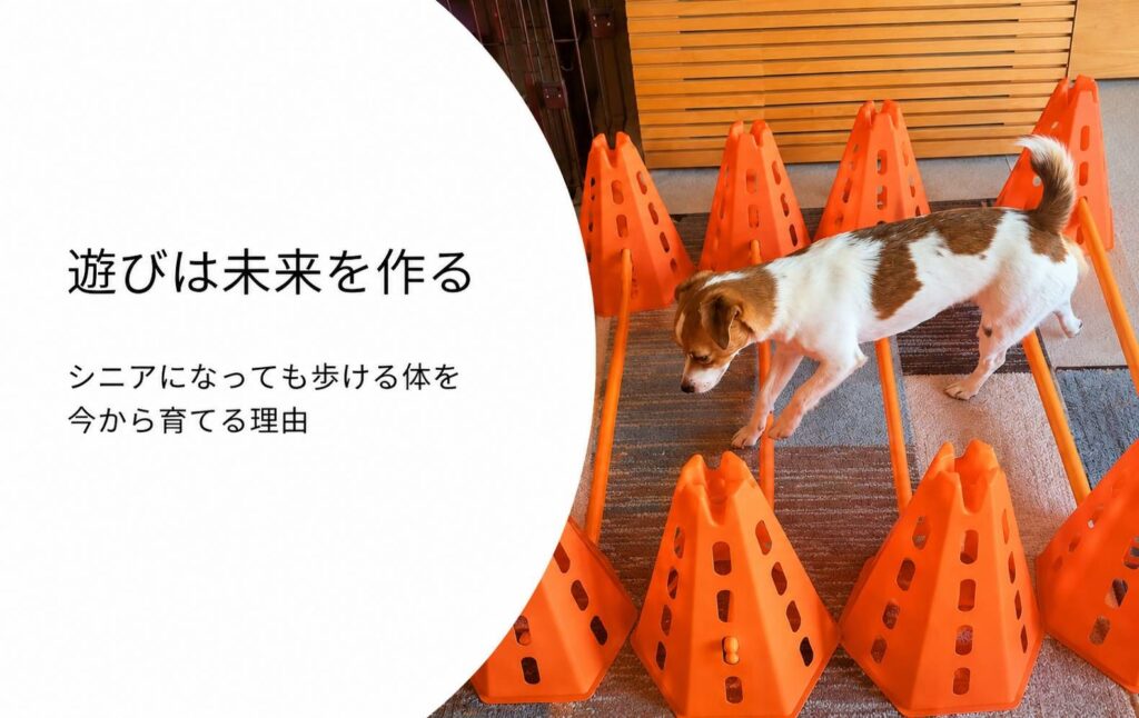 バーをまたぎながら後ろ足を意識して動かすジャックラッセルテリアのラム
