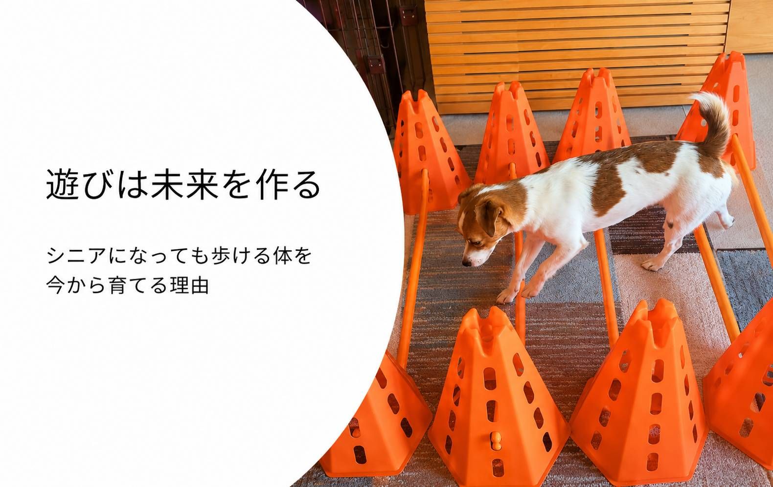 バーをまたぎながら後ろ足を意識して動かすジャックラッセルテリアのラム