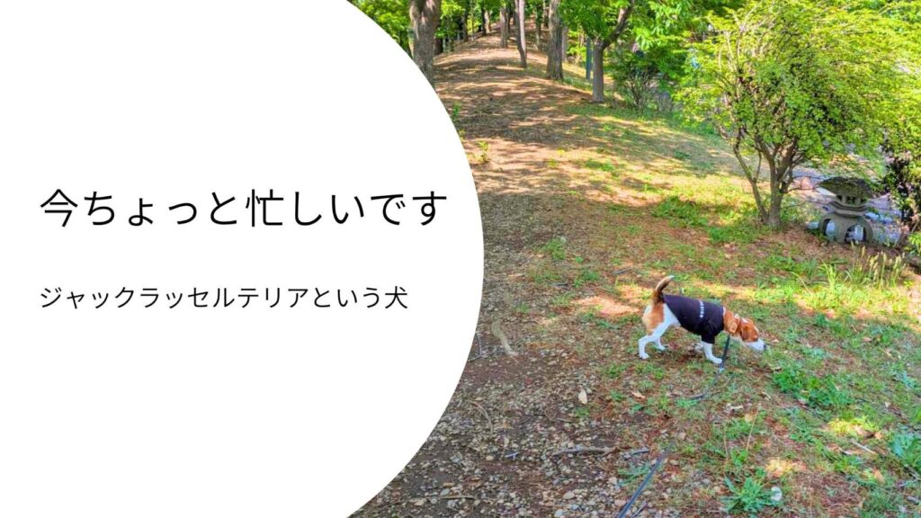 散歩中にくん活をしながら、自分のペースで動くジャックラッセルテリアのラム