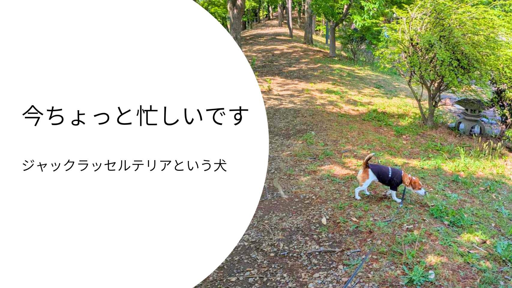 散歩中にくん活をしながら、自分のペースで動くジャックラッセルテリアのラム