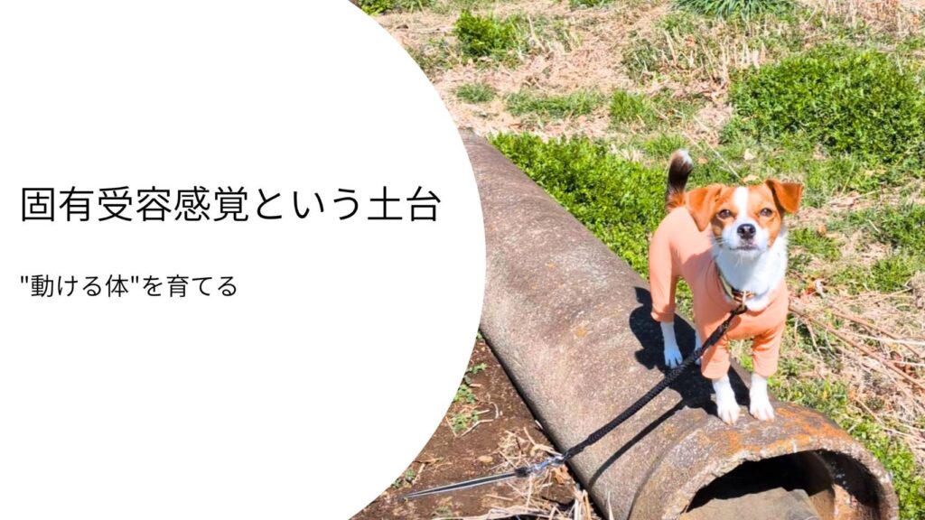 細いコンクリートの上でバランスを取りながら立つジャックラッセルテリアのラム