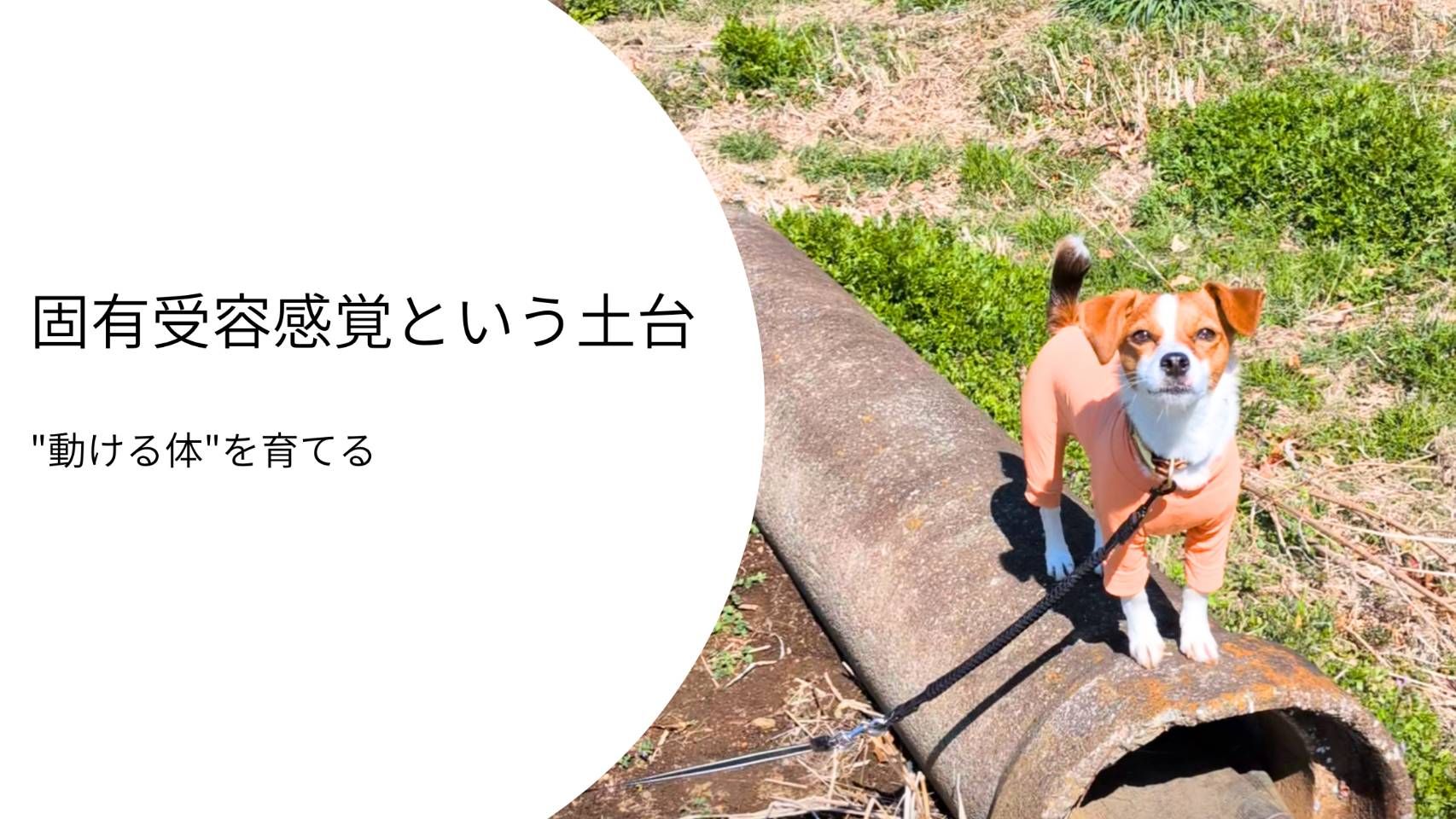 細いコンクリートの上でバランスを取りながら立つジャックラッセルテリアのラム