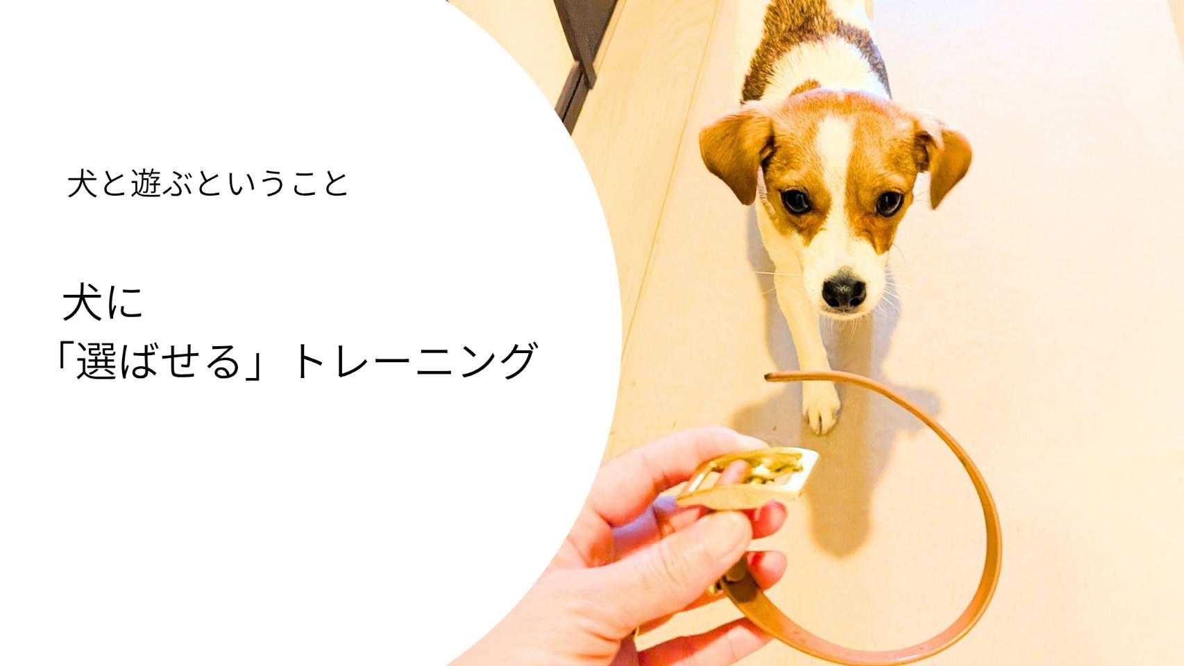首輪を見つめながら、自分から近づいてくるジャックラッセルテリアのラム