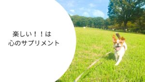 芝生の公園を笑顔で走るジャックラッセルテリアのラム