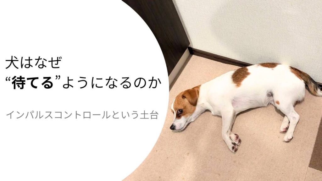 待機時間に自分で省エネモードへ切り替えるジャックラッセルテリアのラム