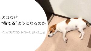待機時間に自分で省エネモードへ切り替えるジャックラッセルテリアのラム