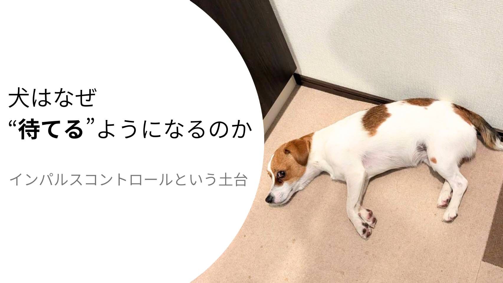 待機時間に自分で省エネモードへ切り替えるジャックラッセルテリアのラム