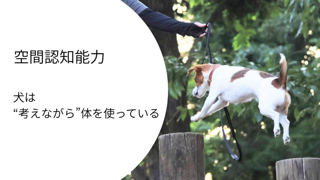 切り株を飛び越えながら移動するジャックラッセルテリアのラム