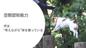 切り株を飛び越えながら移動するジャックラッセルテリアのラム