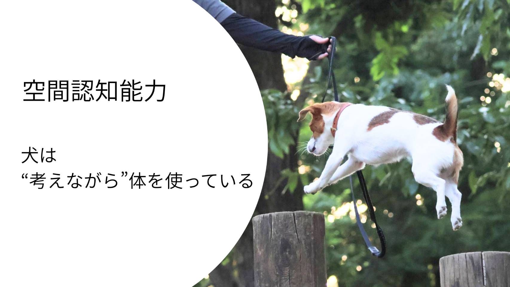 切り株を飛び越えながら移動するジャックラッセルテリアのラム