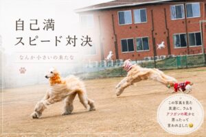 アフガンハウンドを全力で追いかけるジャックラッセルテリアのラム。広いドッグランで”自己満スピード対決”を開催している様子。