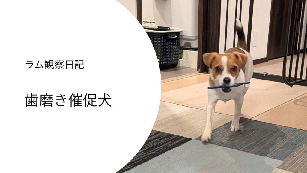 歯ブラシを咥えて嬉しそうに歩いてくるジャックラッセルテリアのラム