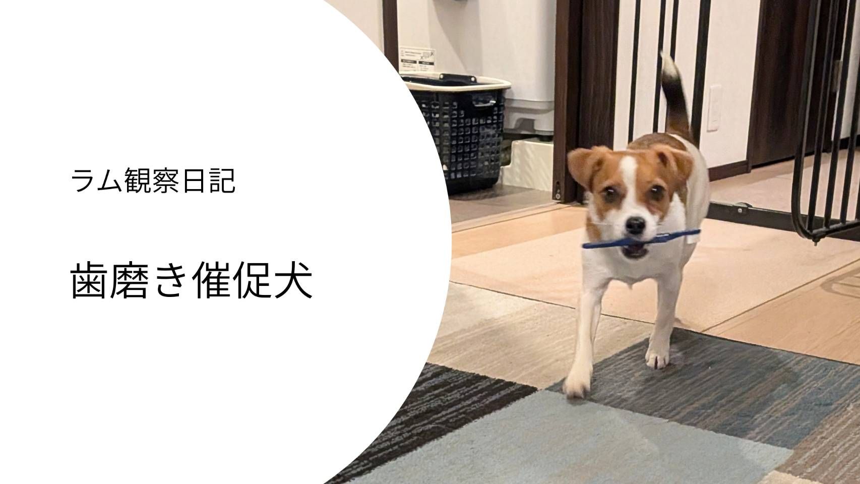 歯ブラシを咥えて嬉しそうに歩いてくるジャックラッセルテリアのラム
