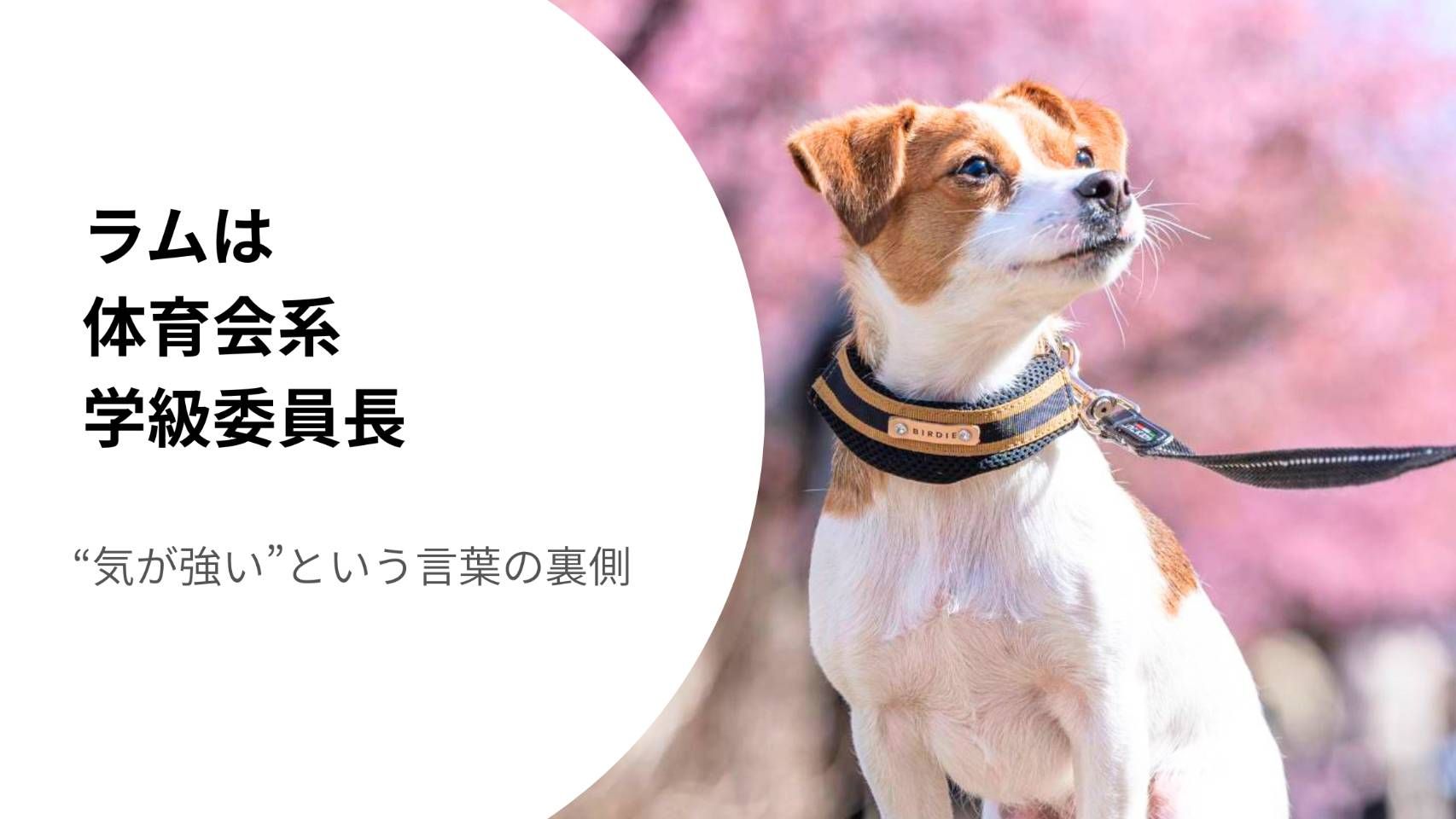 桜並木の前でキリッと座り、周囲を見つめるジャックラッセルテリアのラム