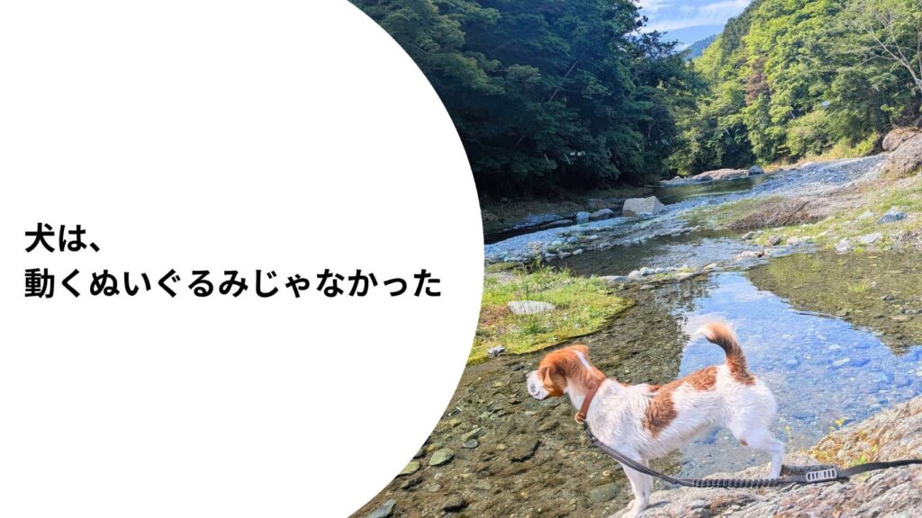 川辺で自然を見つめるジャックラッセルテリアのラム。犬として満たされる時間について考える記事のアイキャッチ。