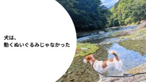 川辺で自然を見つめるジャックラッセルテリアのラム。犬として満たされる時間について考える記事のアイキャッチ。