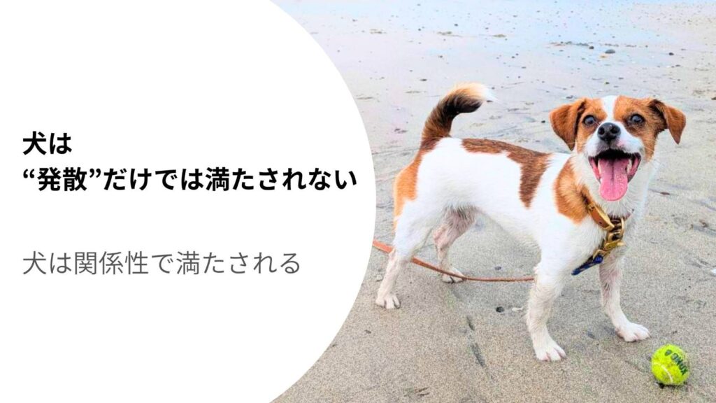 海辺で笑顔を見せながら飼い主を見つめるジャックラッセルテリアのラム。犬は発散だけではなく、飼い主との関係性でも満たされることを表現したアイキャッチ。