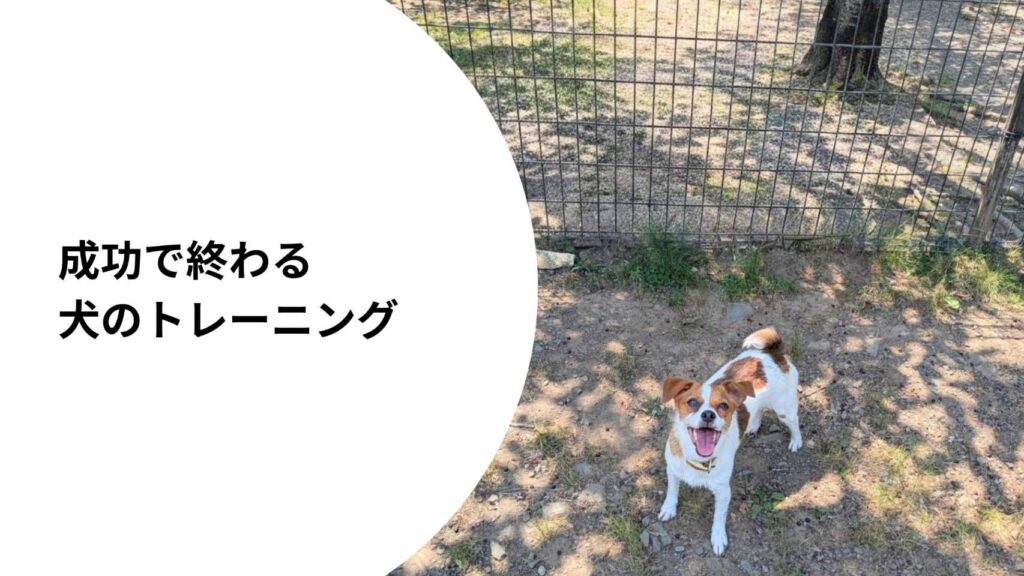 フェンス越しに笑顔を向けるジャックラッセルテリアのラム。成功体験を大切にしたトレーニングについて綴った記事のアイキャッチ。