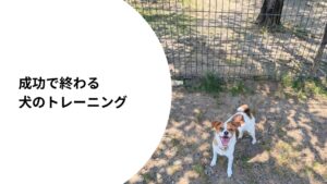 フェンス越しに笑顔を向けるジャックラッセルテリアのラム。成功体験を大切にしたトレーニングについて綴った記事のアイキャッチ。