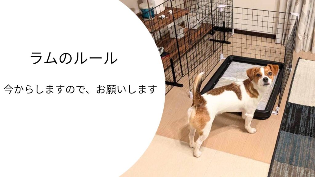 トイレの前でこちらを見つめながら、何かを訴えるような表情をしているジャックラッセルテリアのラム。