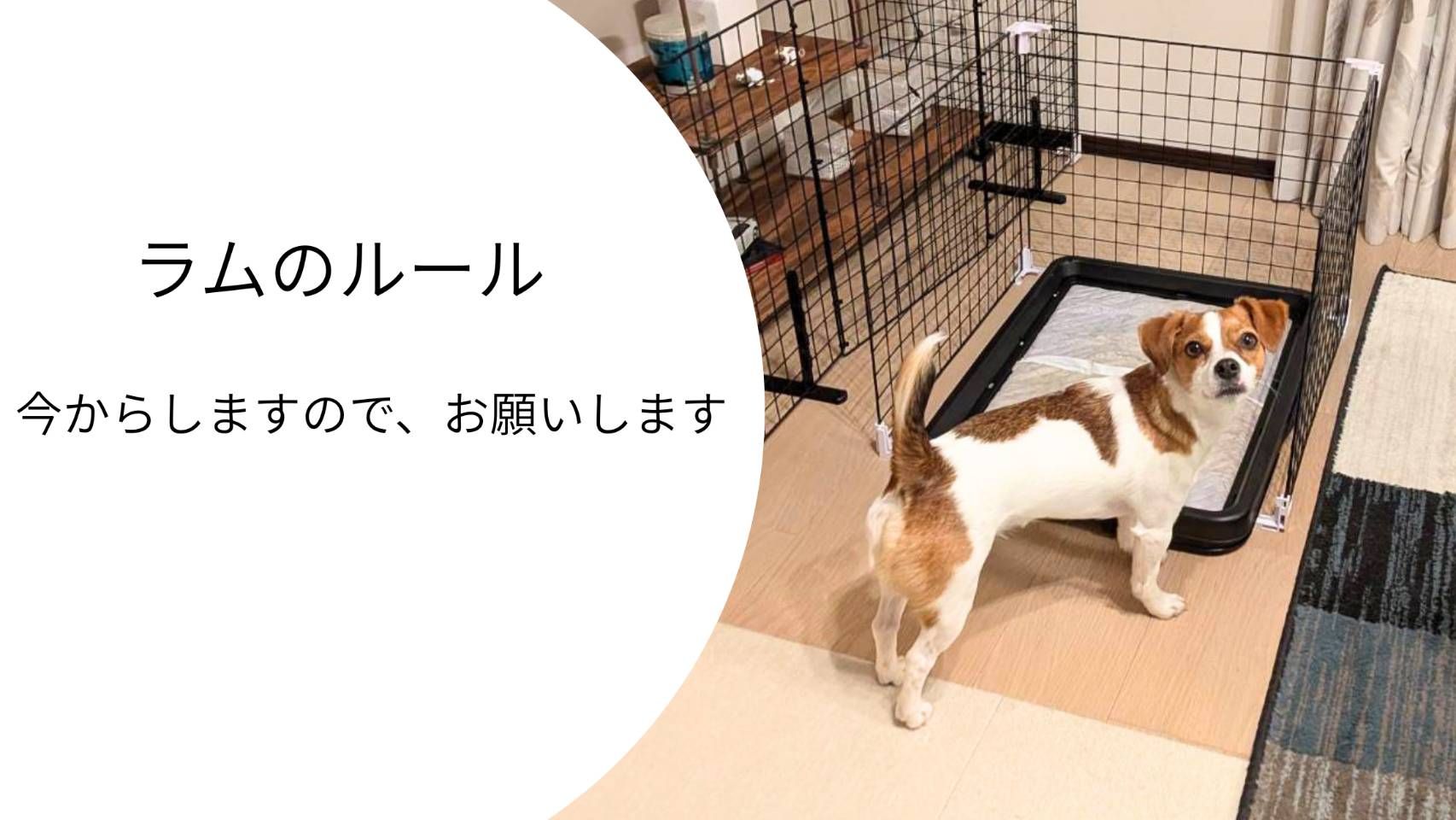 トイレの前でこちらを見つめながら、何かを訴えるような表情をしているジャックラッセルテリアのラム。