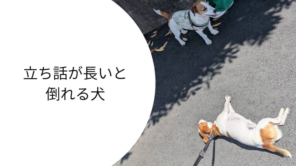 散歩中、飼い主の立ち話の横で地面に寝転がり、完全にOFFモードになっているジャックラッセルテリアのラム。